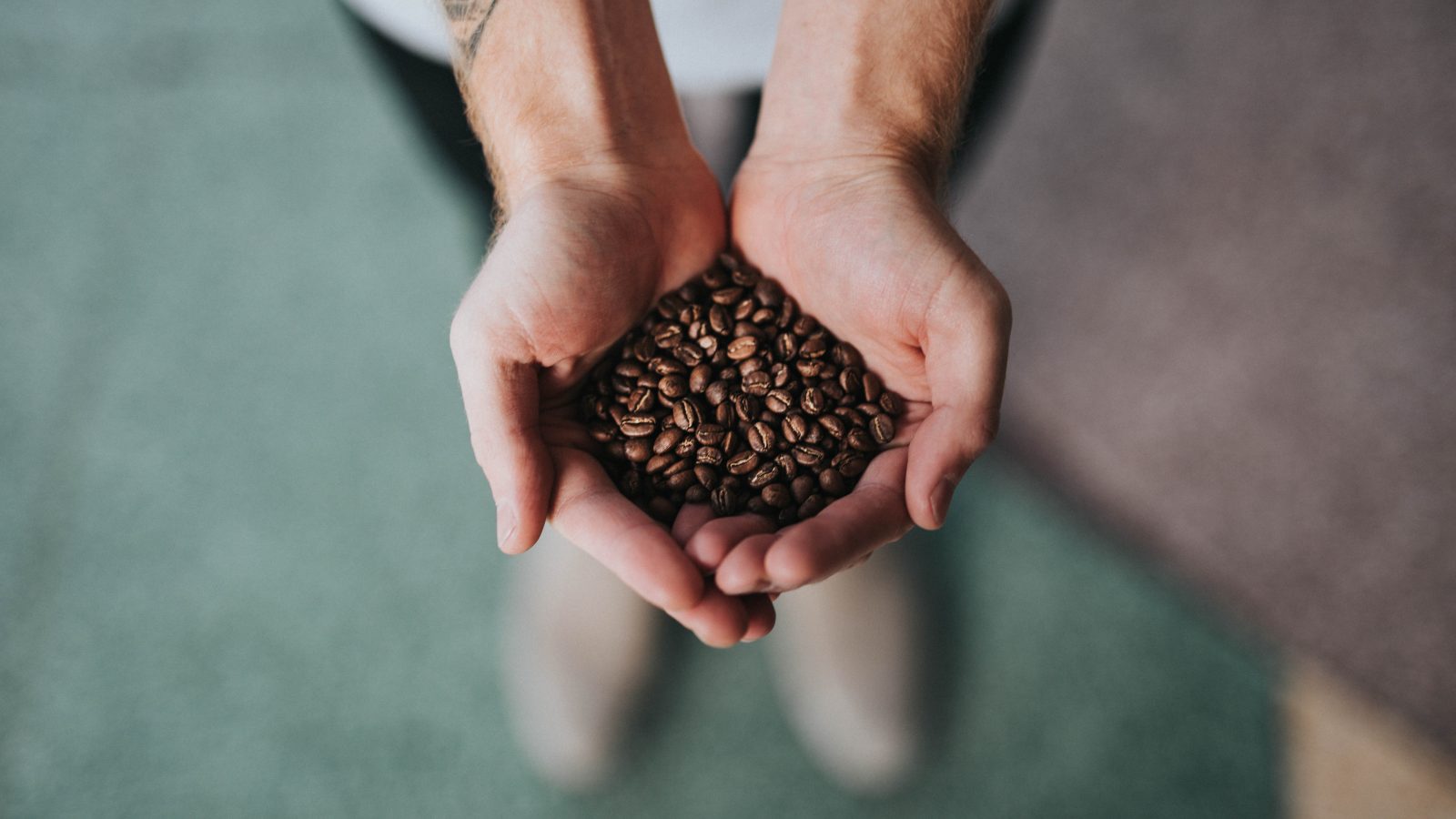 Hands holding roasted coffee beans, showing surface oils and texture, representing El Mirador Pink Bourbon