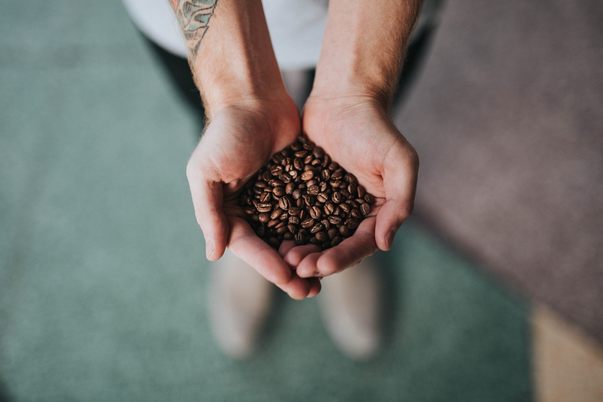 Hands holding roasted coffee beans, showing surface oils and texture, representing El Mirador Pink Bourbon